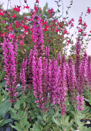 Plante Perene - Salvia Pink Rianne