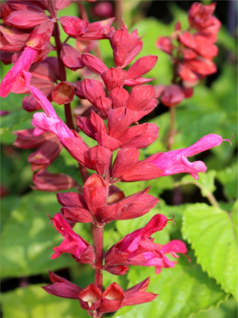 Plante decorative prin floare - Salvia Rockin’ Red Flamingo