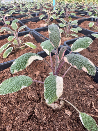 Plante aromatice - Salvia ‘Tricolor’ C2 este o plantă aromatică decorativă