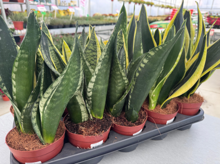 Sansevieria mix 12cm – plantă suculentă decorativă [3]