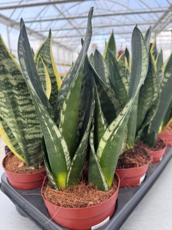 Plante Perene - Sansevieria mix 12cm – plantă suculentă decorativă