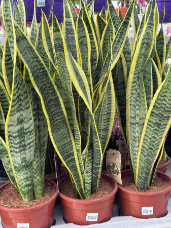Sansevieria laurentii [3]