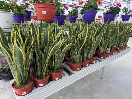 Sansevieria laurentii [1]