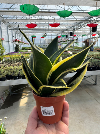 Sansevieria mix 12cm – plantă suculentă decorativă [1]