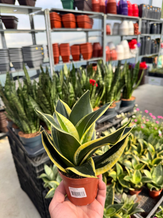 Sansevieria mix 12cm – plantă suculentă decorativă