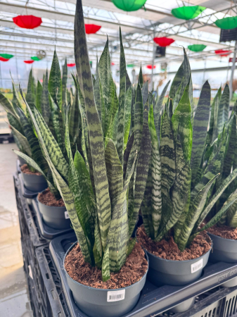 Plante Perene - Sansevieria trifasciata ‘Zeylanica’