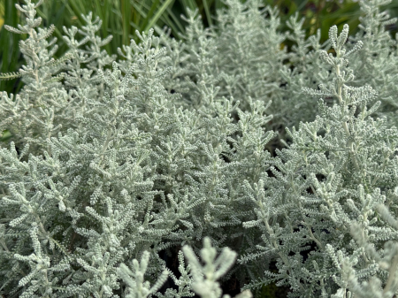 Santolina chamaecyparissus – C1.5 [4]