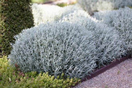 Santolina chamaecyparissus – C1.5 [1]