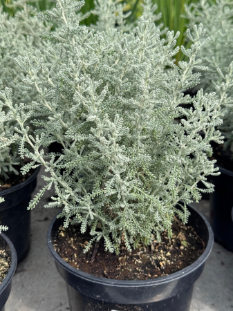 Arbori și arbuști - Santolina chamaecyparissus – C1.5