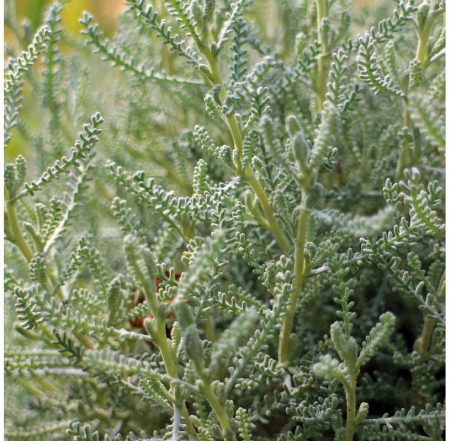 Santolina chamaecyparissus – C1.5 [2]