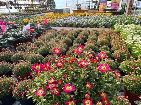 Saxifraga Scenic Red – P12 [1]