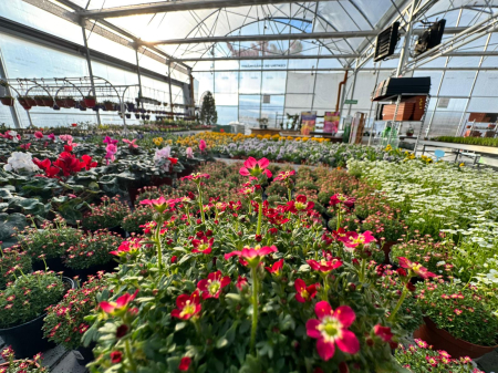 Saxifraga Scenic Red – P12 [2]