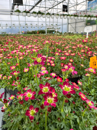 Plante decorative prin floare - Saxifraga Scenic Red – P12