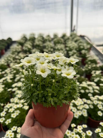 Saxifraga Scenic White, în ghiveci P12 [3]
