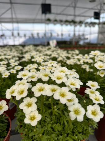 Saxifraga Scenic White, în ghiveci P12 [1]