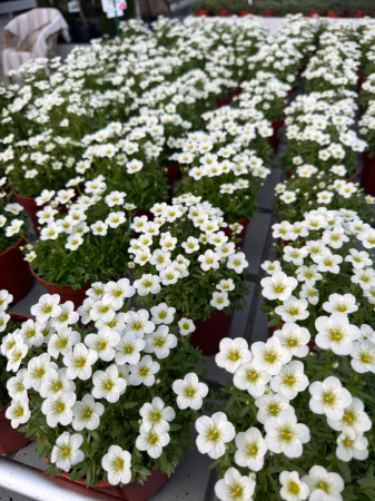 Plante Perene - Saxifraga Scenic White, în ghiveci P12