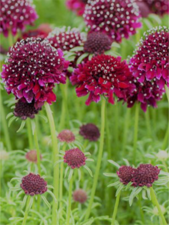 Scabiosa Barocca [1]