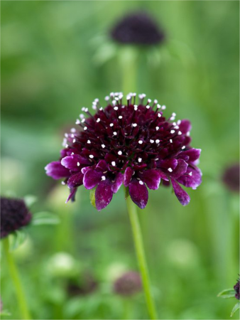 Scabiosa Barocca