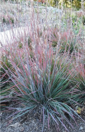 Ierburi - SCHIZACHYRIUM STANDING OVATION - C3