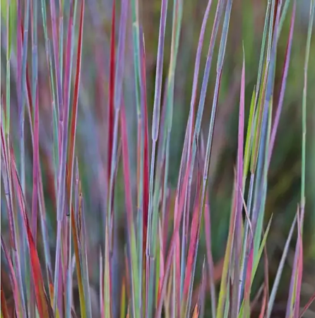 SCHIZACHYRIUM STANDING OVATION - C3 [1]