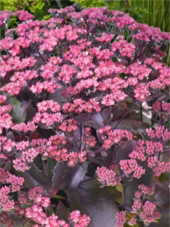 Sedum Globe Purple