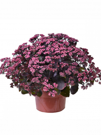 Sedum Globe Purple [1]