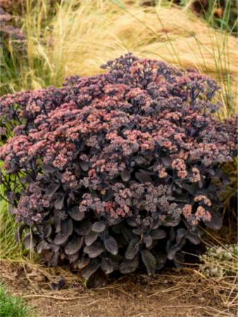 Sedum Rock ‘N Grow Back in Black