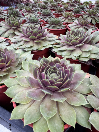 SEMPERVIVUM BigSam Pink Pomelo [1]