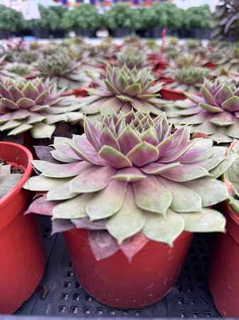 SEMPERVIVUM BigSam Pink Pomelo