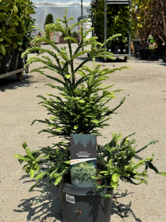 Arbori și arbuști - Sequoia sempervirens Adpressa