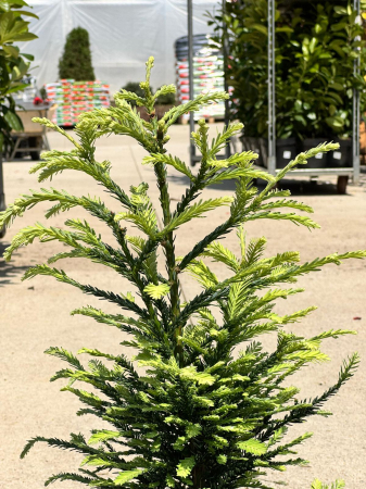 Sequoia sempervirens Adpressa [1]