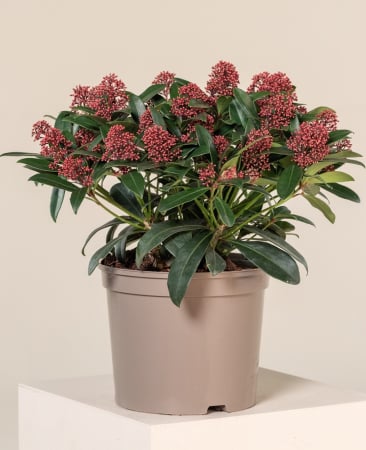 Arbori și arbuști - Skimmia japonica Mix