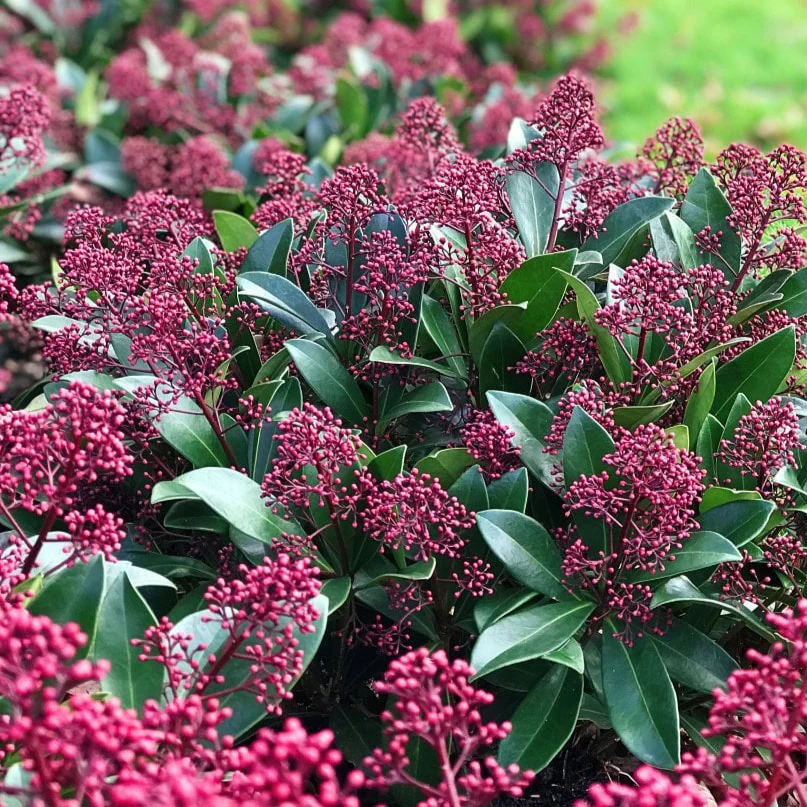 Skimmia japonica Mix [2]