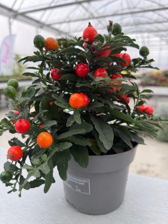 Plante decorative prin frunze - Solanum pseudocapsicum Decorum, ghiveci P13