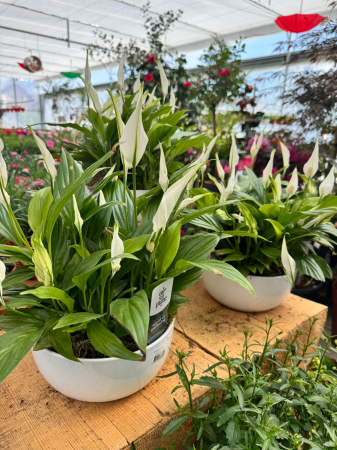 Plante Perene - Spathiphyllum Pearl – 4x9 cm (Basel)
