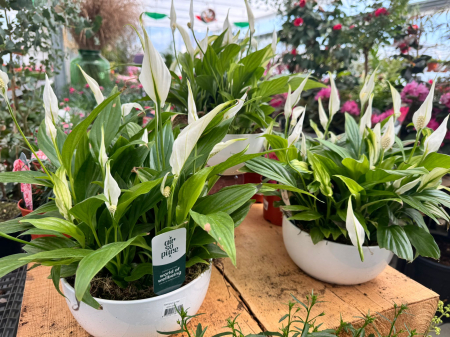 Spathiphyllum Pearl – 4x9 cm (Basel) [1]