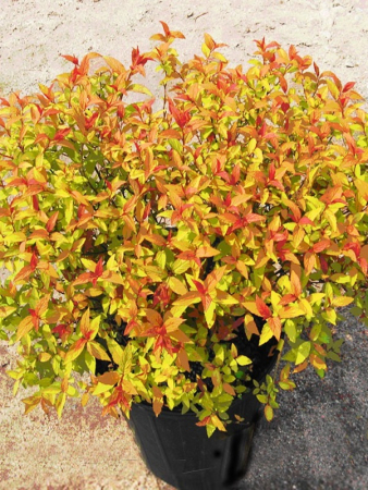 Arbori și arbuști - Spiraea japonica Lagen Mix