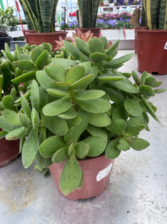 Succulenten mix P12 [3]