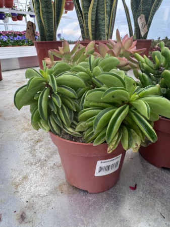 Succulenten mix P12 [1]