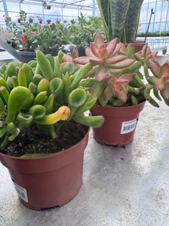 Succulenten mix P12 [2]