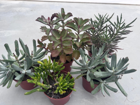 Succulenten mix p12 [3]