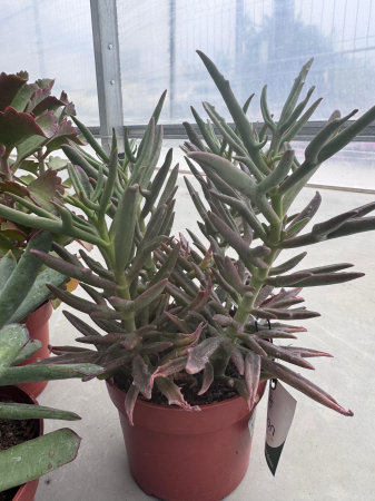 Succulenten mix p12 [1]