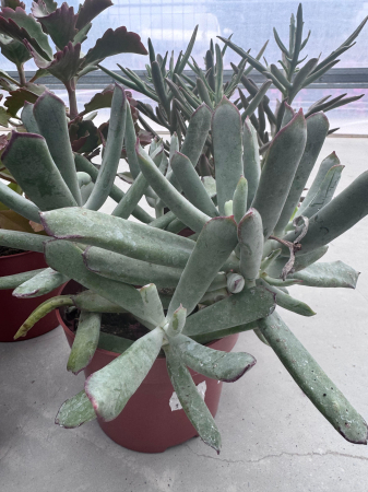 Succulenten mix p12 [4]