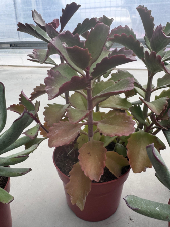 Plante suculente - Succulenten mix p12