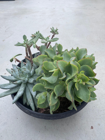 Mix plante suculente ghiveci 27cm [1]