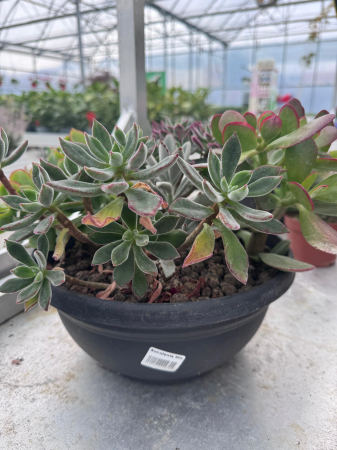 Mix plante suculente ghiveci 27cm [0]