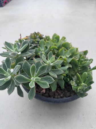 Mix plante suculente ghiveci 27cm [3]