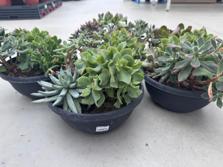 Mix plante suculente ghiveci 27cm [2]