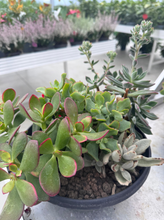 Mix plante suculente ghiveci 27cm [4]