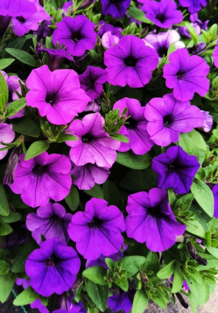Supertunia Mini Vista Blue Violet în ghiveci C5